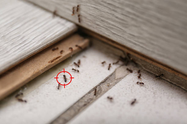Pest Control for Restaurants in Boston, MA