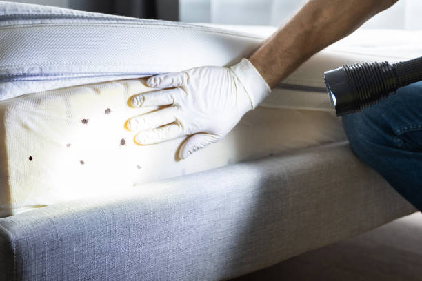 Best Local Pest Control Services  in Boston, MA