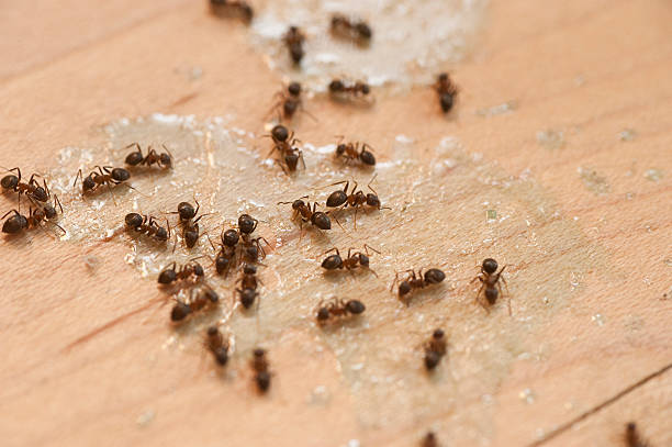  Boston, MA Pest Control Pros