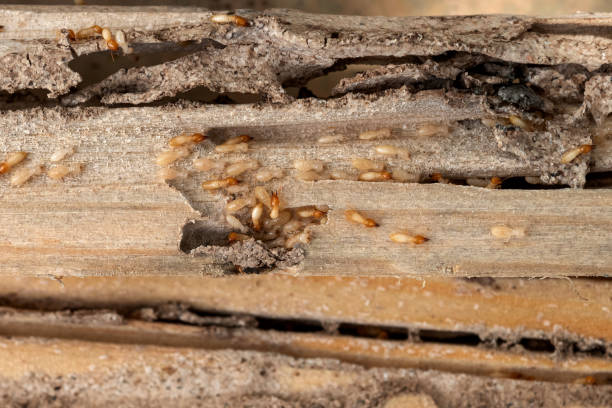 Best Ant Control Services  in Boston, MA