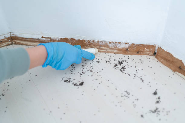 Best Flea Control Services  in Boston, MA